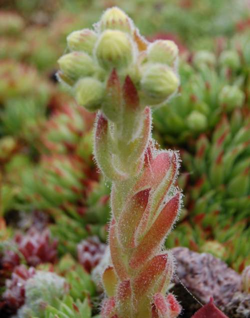 Sempervivum Dachwurz Hauswurz